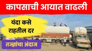 कापूस दरात मोठी घसरण की तेजी? आयात वाढल्याने बाजारातील चित्र बदलणार; शेतकऱ्यांची चिंता वाढली