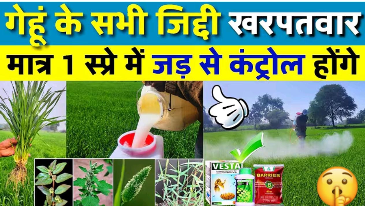 गेहूं में यह खरपतवारनाशक