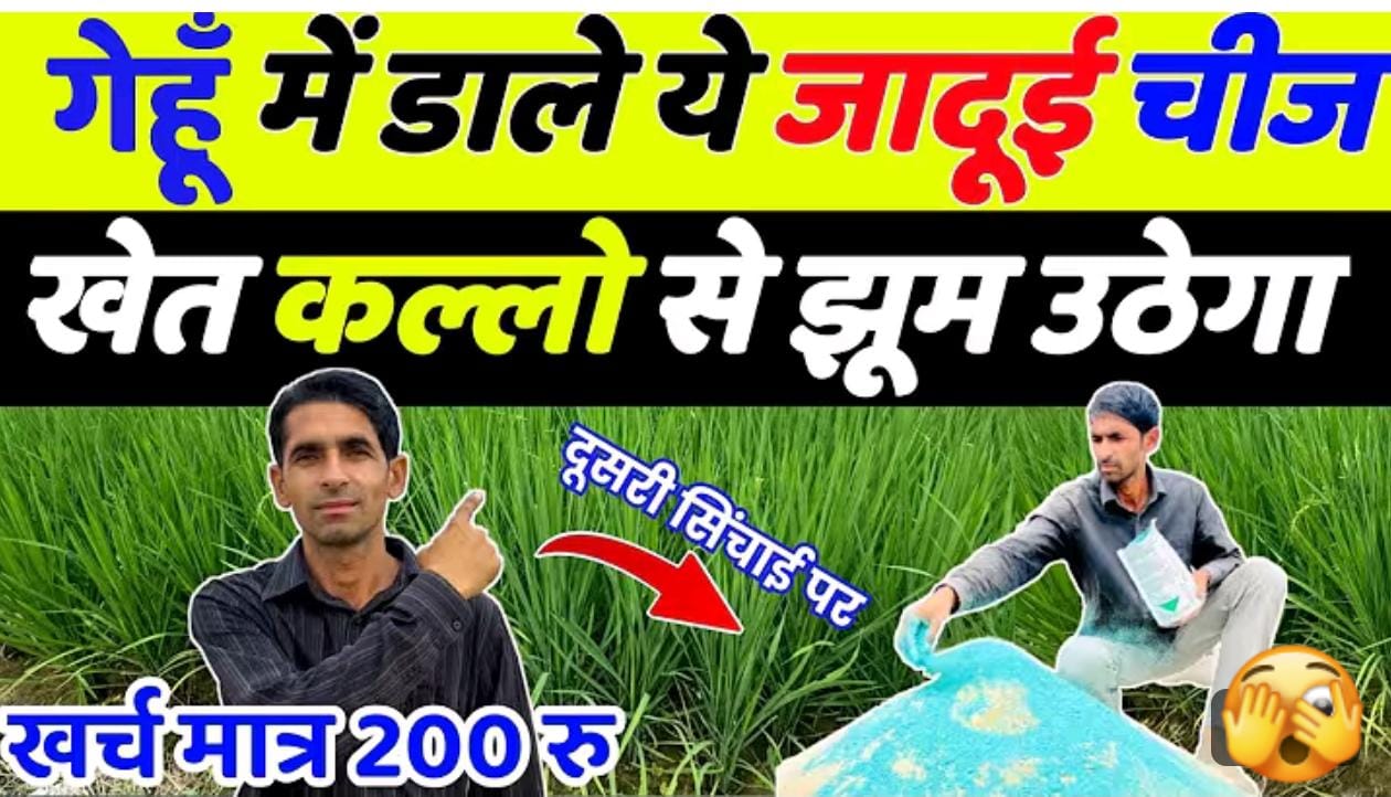 गेहूँ में दूसरी सिंचाई: कल्ले बढ़ाने और बंपर पैदावार का सटीक तरीका